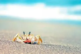 河北8个盛产螃蟹的好地方，9月景美蟹正肥，赶紧走起！图片