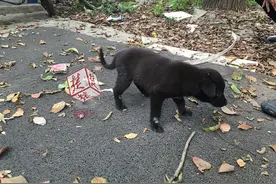 居民报警恶犬扰民，网友震惊：好恶的犬！图片