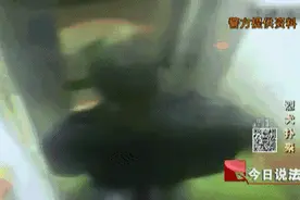 今日说法｜这种犬被称为“世界十大最凶悍猛犬”之一！小区保安被咬伤索赔15万图片