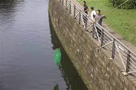 湿地公园鱼儿翻塘 有人徒手捞有人用网捕图片