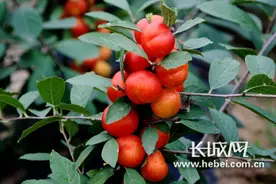 石家庄首个钙果基地喜获丰收 采摘游客络绎不绝图片