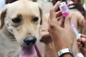 北京前7月10万余人次接种狂犬疫苗 狂犬病究竟有多可怕！图片