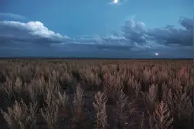 读诗｜晚风在耳语，你在晚风里图片