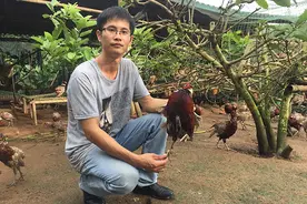 城归③｜返乡养鸡的中大毕业生：瘦了30斤，在嘲讽中坚持图片