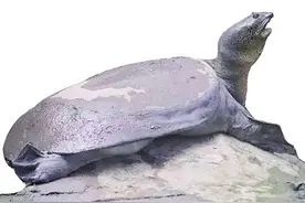 云南红河流域发现斑鳖踪迹 寿命400岁的斑鳖或许全球仅剩3只图片