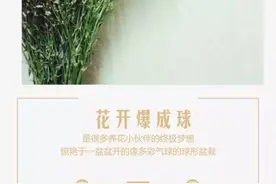 植物百科｜快来看看那些像球一样的花图片