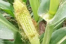 菜农注意！上口、古城这儿的玉米咋滴了？快看你家有无这种情况图片
