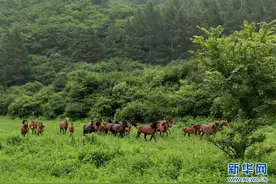 河北张家口：加强生态建设筑牢京津生态屏障图片