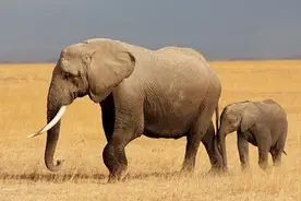 大象：最大的陆地动物图片