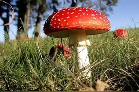 金华味道｜野菇诱人图片