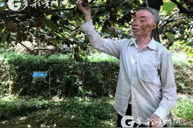 一个猕猴桃富了两代人 还带动26万农民踏上增收致富路图片