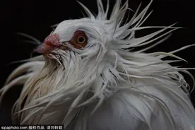 一秒毁造型 西班牙雅各宾鸽子风中凌乱图片