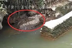 紧急扩散：广西这条河里惊现鳄鱼，至今搜捕未果！切勿游泳钓鱼图片