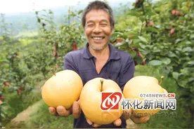 怀化地理｜金秋梨：“南方梨王”的进化史图片