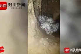 世界罕见：四川石渠隧洞中发现三只雪豹宝宝等妈妈 萌化了！图片