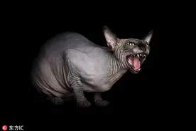 形如怪物！加拿大无毛猫展古怪奇特美感图片