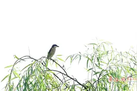 中山公园飞来伯劳鸟 捕食场面惊心动魄图片