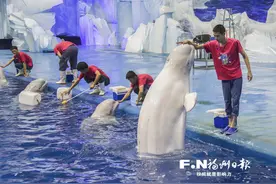 白鲸“学艺”迎两节图片