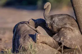 非洲小象摔跤比赛 可爱画面引人爆笑图片