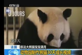 旅法大熊猫幼仔满月 动物园制作熊猫30天成长视频图片