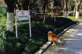 养狗人士注意！义乌10月1日起将实施犬类管理新规图片