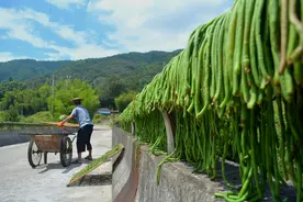 成片的“绿色长条” 松阳村民忙晒豇豆！图片