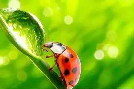 黄文庆「汉上泛舟」虫趣：七星瓢虫图片