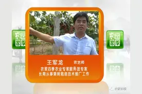 壮壮帮忙：猕猴桃落叶落果咋回事图片