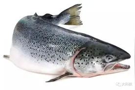 遇上传染病，动物怎么办？图片