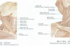 骑车为何会引起颈部酸痛？该如何解决这难题图片