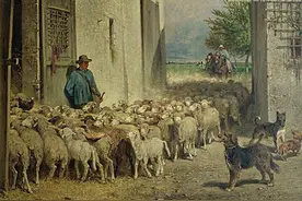 在以色列农村给羊挤奶，是怎样一种奇异的体验图片