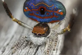 澳洲现新品种蜘蛛似外星物 传说的神秘生物真存在吗？图片