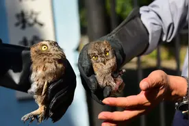 郑州市民捡到三只东方角鸮 送到救护站后两只直接飞走图片
