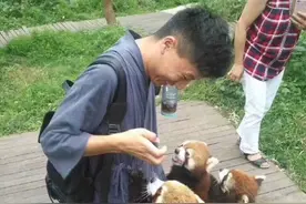 成都周边有景区投放小熊猫让游客撸？官方回应图片