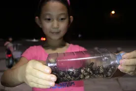 河南这个季节蟋蟀扎堆 你小时候抓过吗？图片