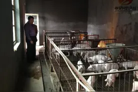 猪消化不良的防治措施图片