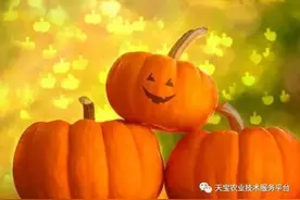 南瓜栽培技术要点！图片