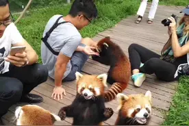 四川一景区可以“撸”小熊猫？萌照一出网友炸了，但事实却是……图片