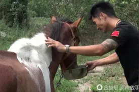 洛阳小伙从屠夫刀下救走马 网友感动图片