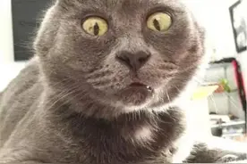 小疖子，有时可能也会要命！图片