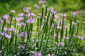 「甘肃电视新闻」甘肃金昌·紫金花海图片