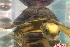 乌龟竟成“传家宝”？上海龟展“萌龟”达价格百万图片