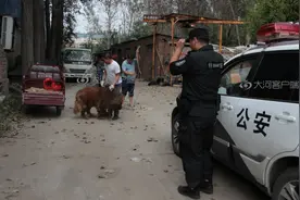 流浪藏獒吓坏居民 周口特警与其"对峙"7小时图片