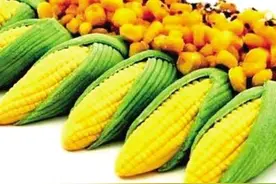 转基因农作物能不能留种？图片