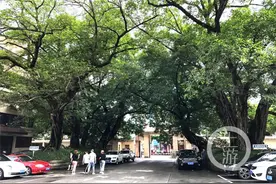 【把总书记重要讲话精神落实在重庆大地上】为13棵古树让路 荣昌放弃商业开发改建广场图片