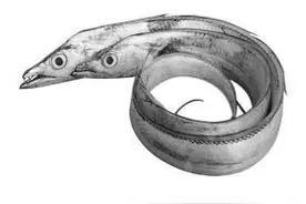 我国著名四大海产，您知道吗？图片