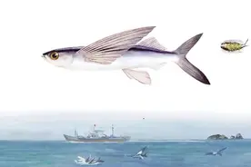 会飞的不一定是鸟 也可能是鱼图片