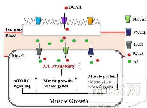 BACC平衡营养在生猪健康养殖研究获阶段性进展