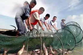 花鲢8元一斤！太湖湖鲜陆续进菜场哉 价格感动的哭了图片