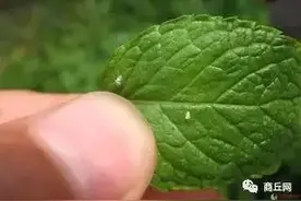 商丘最近漫天飞的小虫子是什么？对人有没有危害？图片